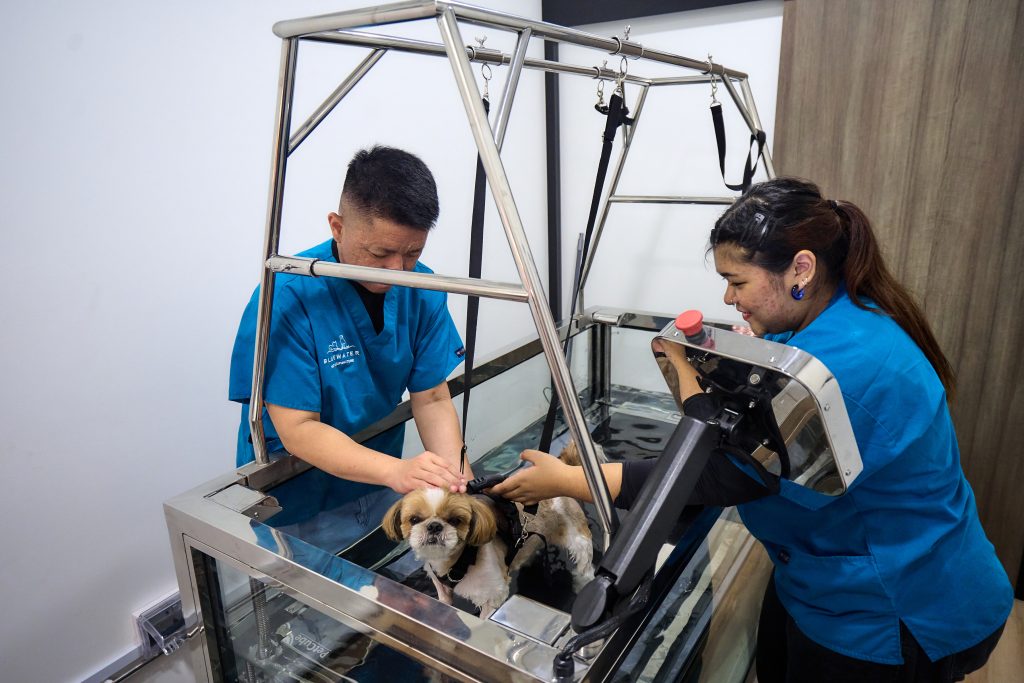 Dog having UNDERWATER TREADMILL THERAPY