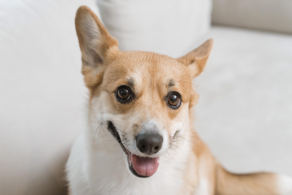 high-angle-cute-dog-couch-home