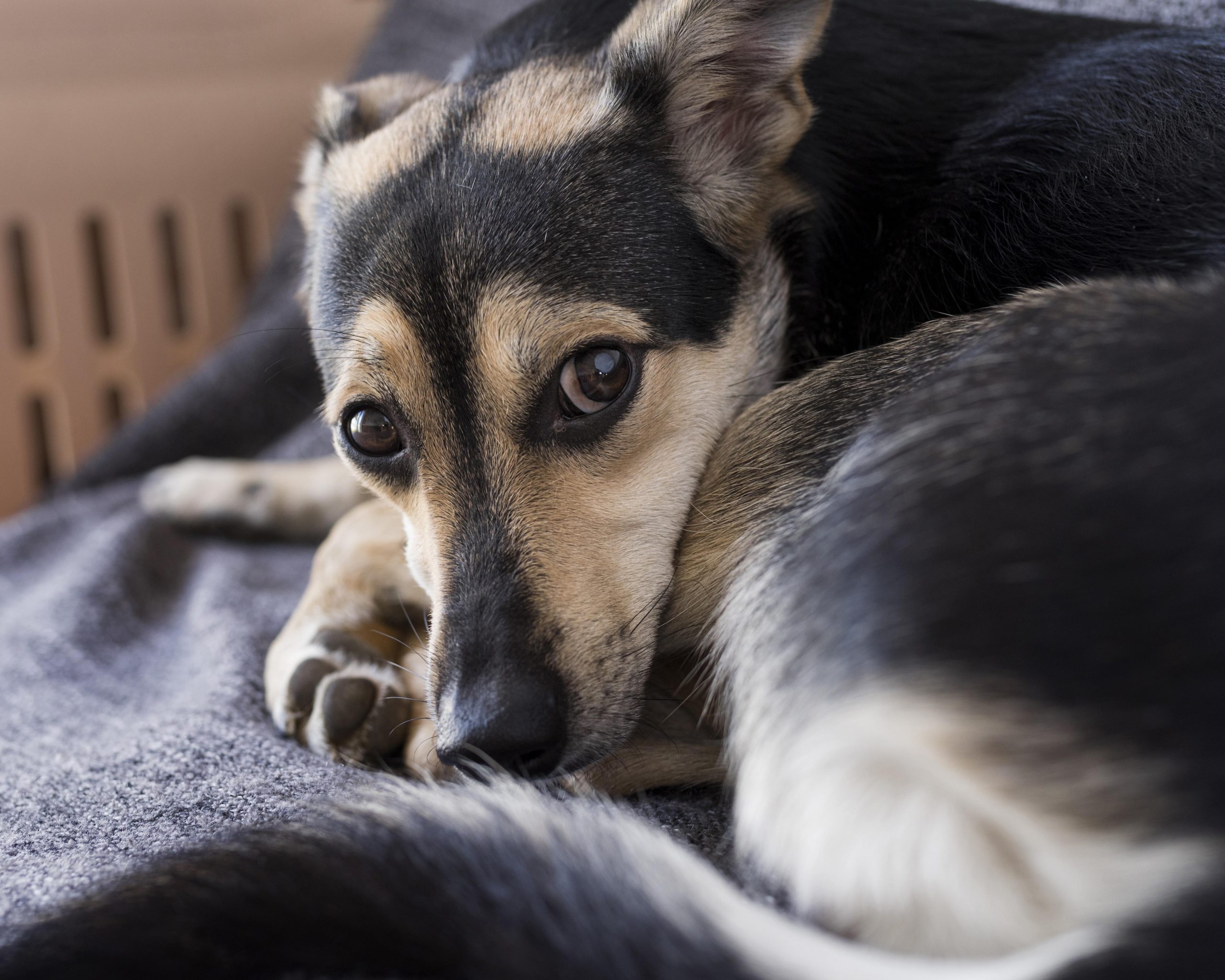 close-up-adorable-dog-laying-blanket